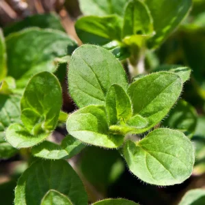 Oregano Live Plant, Fresh Culinary Herb in 3.5 inch Pot, Fragrant Leaves - Image 6