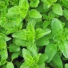 Oregano Live Plant, Fresh Culinary Herb in 3.5 inch Pot, Fragrant Leaves - Image 1