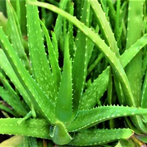Organic Aloe Vera Live Plant – Potted Starter – 6-8 Inch Tall – Indoor/Outdoor Succulent - Image 2