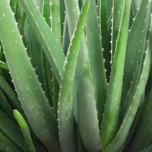 Organic Aloe Vera Live Plant – Potted Starter – 6-8 Inch Tall – Indoor/Outdoor Succulent - Image 1