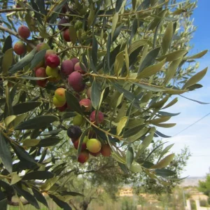 Organic Arbequina Olive Tree Live Starter Plant – Outdoor/Indoor - Image 2