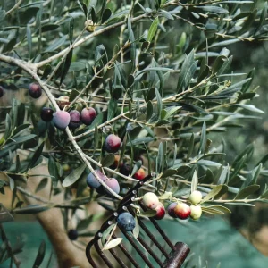 Organic Arbequina Olive Tree Live Starter Plant – Outdoor/Indoor - Image 3