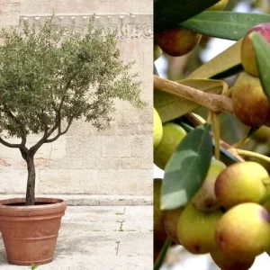 Organic Arbequina Olive Tree Live Starter Plant – Outdoor/Indoor - Image 4