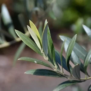 Organic Arbequina Olive Tree Live Starter Plant – Outdoor/Indoor - Image 5