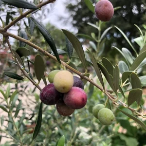 Organic Arbequina Olive Tree Live Starter Plant – Outdoor/Indoor - Image 1