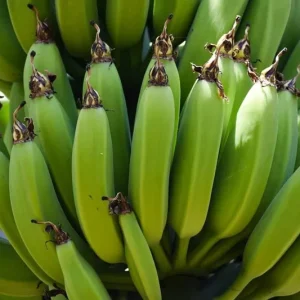 Organic Gran Nain Banana Tree - Live Starter Plant - Musa - Image 2
