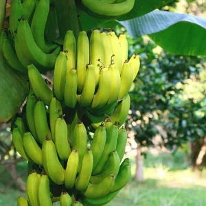 Organic Gran Nain Banana Tree - Live Starter Plant - Musa - Image 3