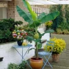 Organic Gran Nain Banana Tree - Live Starter Plant - Musa - Image 1