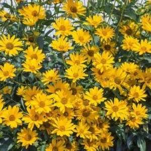 Organic Jerusalem Artichoke Tubers – Set of 3 – Early Dwarf Sunray Sunchoke for Planting - Image 2