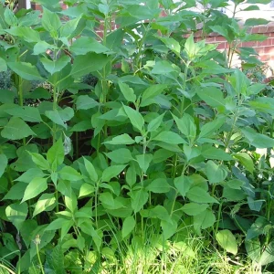 Organic Jerusalem Artichoke Tubers – Set of 3 – Early Dwarf Sunray Sunchoke for Planting - Image 3