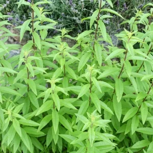 Organic Lemon Verbena Live Plant – Aromatic Culinary Herb - Image 2
