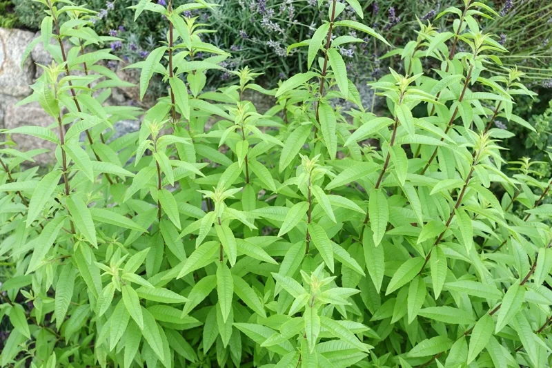 Organic Lemon Verbena Live Plant – Aromatic Culinary Herb - Image 2