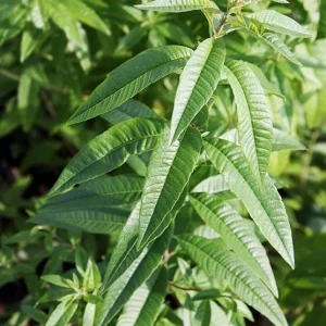 Organic Lemon Verbena Live Plant – Aromatic Culinary Herb - Image 3