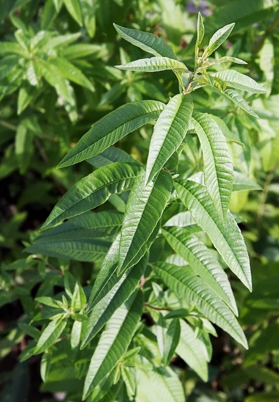 Organic Lemon Verbena Live Plant – Aromatic Culinary Herb - Image 3