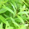 Organic Lemon Verbena Live Plant – Aromatic Culinary Herb - Image 1