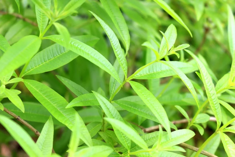 Organic Lemon Verbena Live Plant – Aromatic Culinary Herb - Image 1