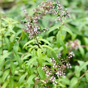 Organic Lemon Verbena Live Plant – Aromatic Culinary Herb - Image 4