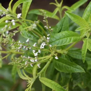 Organic Lemon Verbena Live Plant – Aromatic Culinary Herb - Image 5
