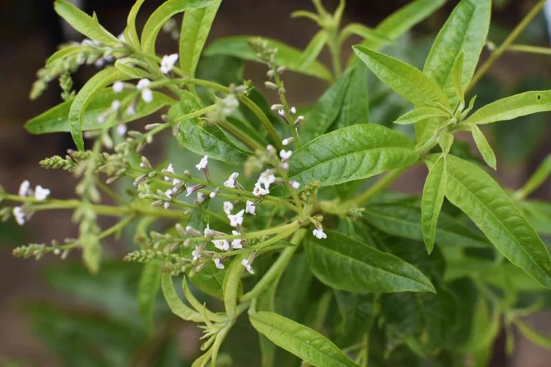 Organic Lemon Verbena Live Plant – Aromatic Culinary Herb - Image 5