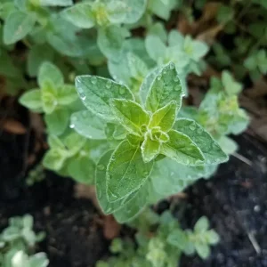 Organic Oregano Live Plant - Origanum vulgare Herb Starter - Image 2