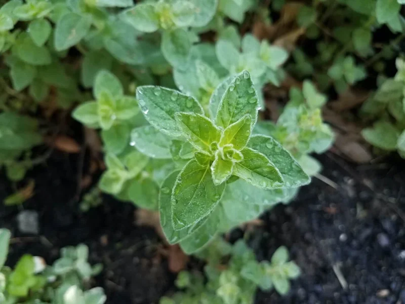Organic Oregano Live Plant - Origanum vulgare Herb Starter - Image 2