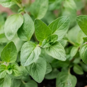 Organic Oregano Live Plant - Origanum vulgare Herb Starter - Image 3