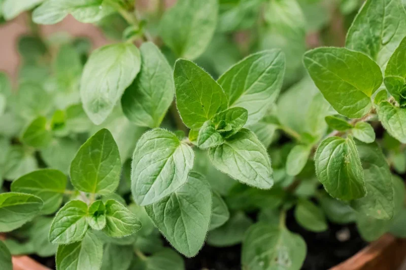 Organic Oregano Live Plant - Origanum vulgare Herb Starter - Image 3