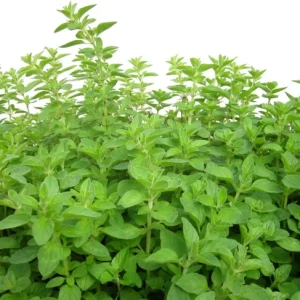 Organic Oregano Live Plant - Origanum vulgare Herb Starter - Image 4
