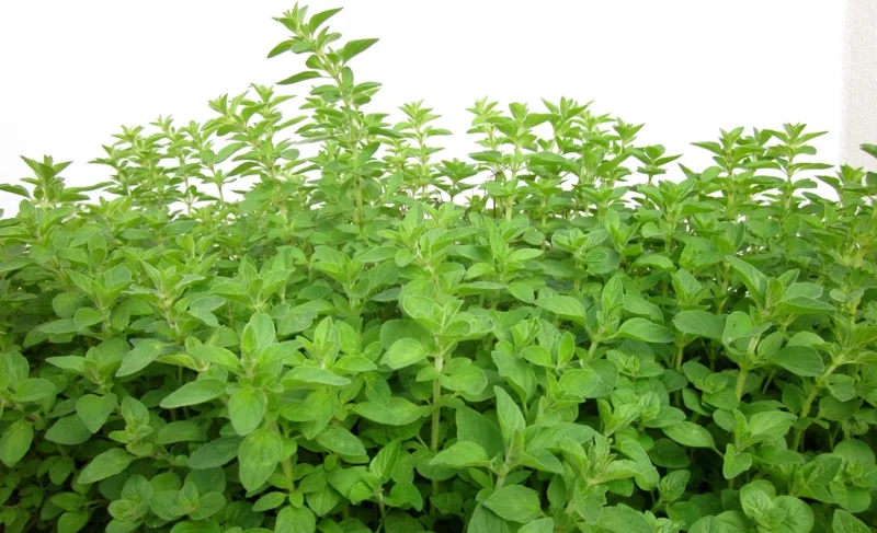Organic Oregano Live Plant - Origanum vulgare Herb Starter - Image 4