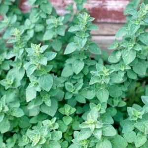 Organic Oregano Live Plant - Origanum vulgare Herb Starter - Image 5
