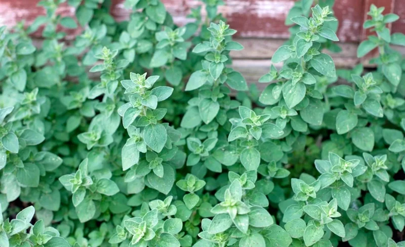 Organic Oregano Live Plant - Origanum vulgare Herb Starter - Image 5