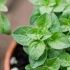Organic Oregano Live Plant - Origanum vulgare Herb Starter - Image 1