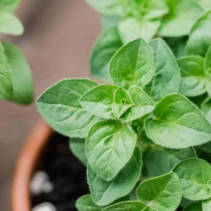 Organic Oregano Live Plant - Origanum vulgare Herb Starter - Image 1