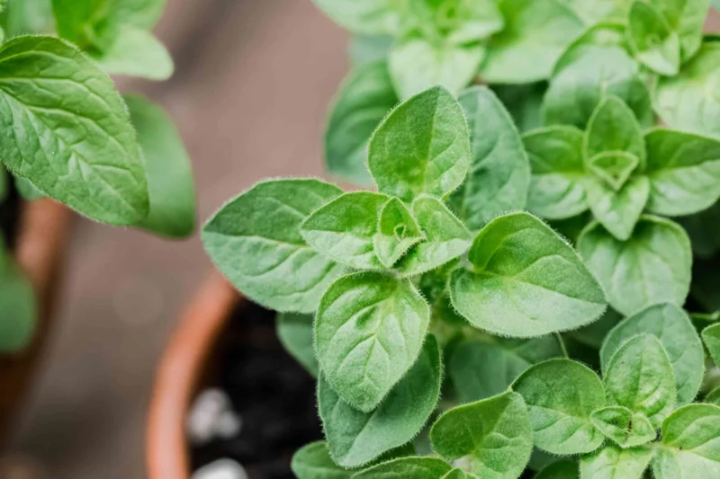 Organic Oregano Live Plant - Origanum vulgare Herb Starter - Image 1