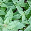 Organic Pineapple Sage Live Plant - Aromatic Culinary Herb for Garden - Image 1