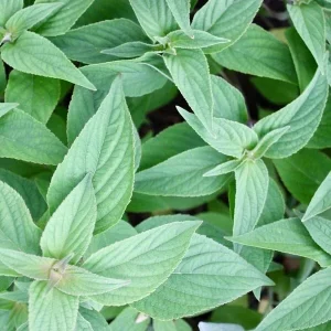 Organic Pineapple Sage Live Plant - Aromatic Culinary Herb for Garden - Image 1