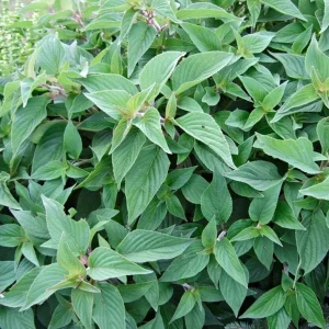 Organic Pineapple Sage Live Plant - Aromatic Culinary Herb for Garden - Image 2