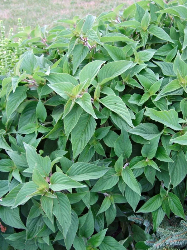 Organic Pineapple Sage Live Plant - Aromatic Culinary Herb for Garden - Image 2