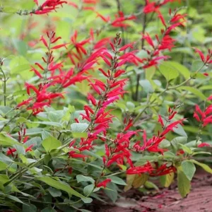 Organic Pineapple Sage Live Plant - Aromatic Culinary Herb for Garden - Image 3