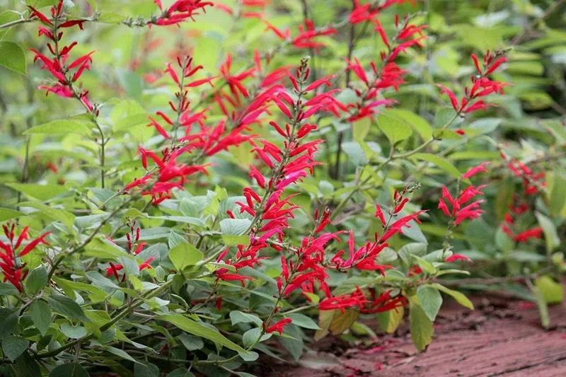 Organic Pineapple Sage Live Plant - Aromatic Culinary Herb for Garden - Image 3