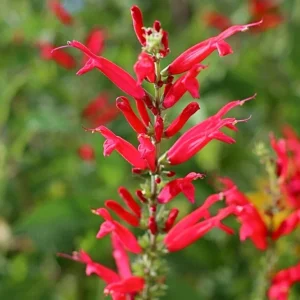 Organic Pineapple Sage Live Plant - Aromatic Culinary Herb for Garden - Image 4