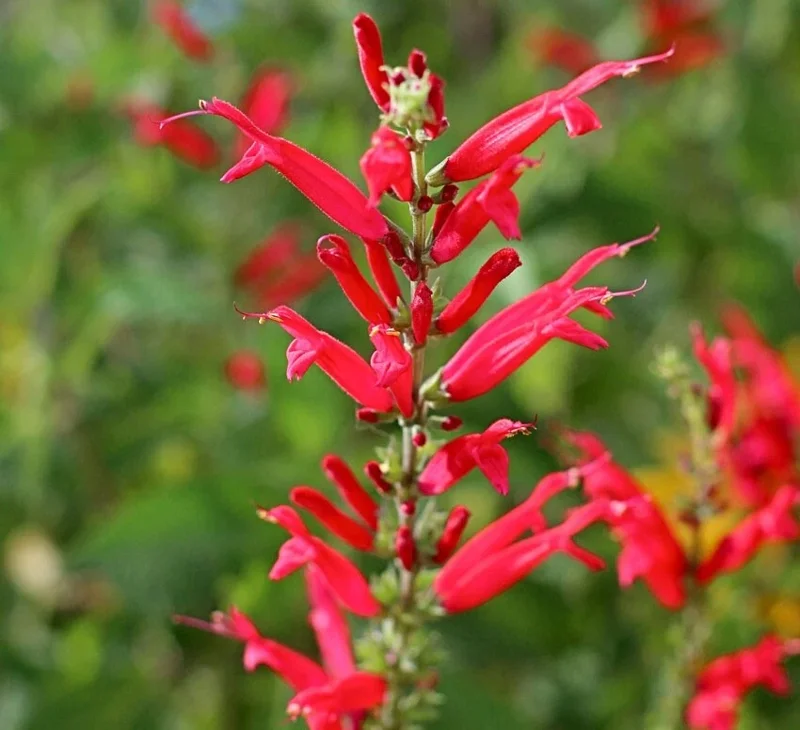 Organic Pineapple Sage Live Plant - Aromatic Culinary Herb for Garden - Image 4