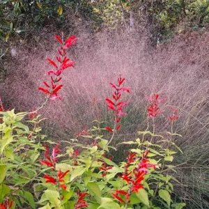 Organic Pineapple Sage Live Plant - Aromatic Culinary Herb for Garden - Image 5