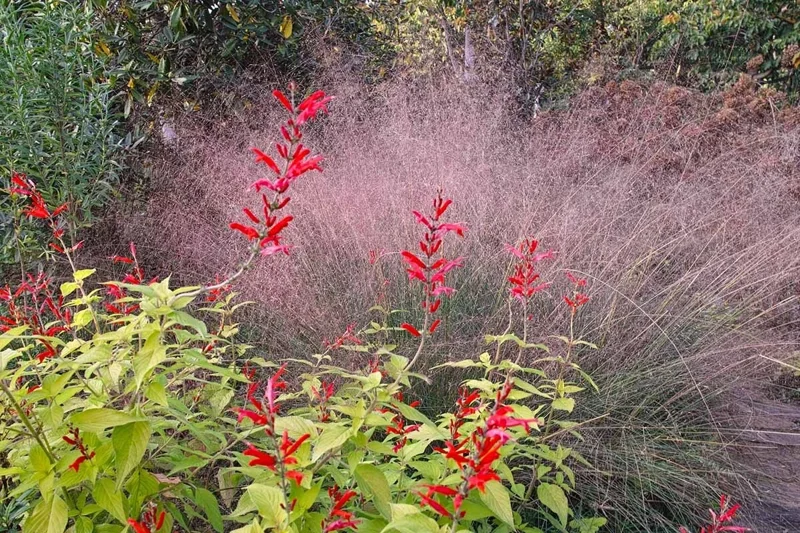 Organic Pineapple Sage Live Plant - Aromatic Culinary Herb for Garden - Image 5