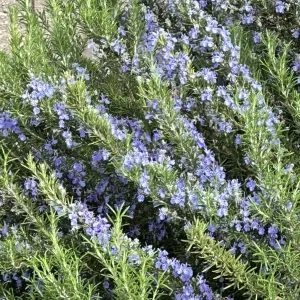 Organic Rosemary Herb 7 Live Fresh Unrooted 6” Flower Plant Cuttings Blue Edible - Image 2
