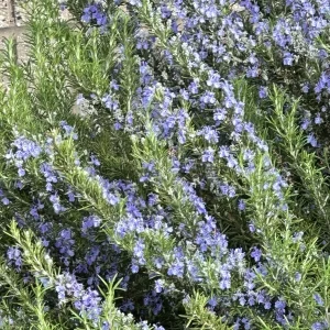 Organic Rosemary Herb 7 Live Fresh Unrooted 6” Flower Plant Cuttings Blue Edible - Image 1