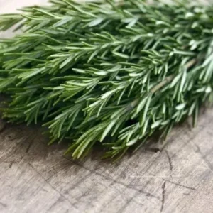 Organic Rosemary 'Tuscan Blue' Live Starter Plant – Culinary Herb – Outdoor - Image 2