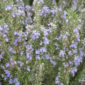 Organic Rosemary 'Tuscan Blue' Live Starter Plant – Culinary Herb – Outdoor - Image 3