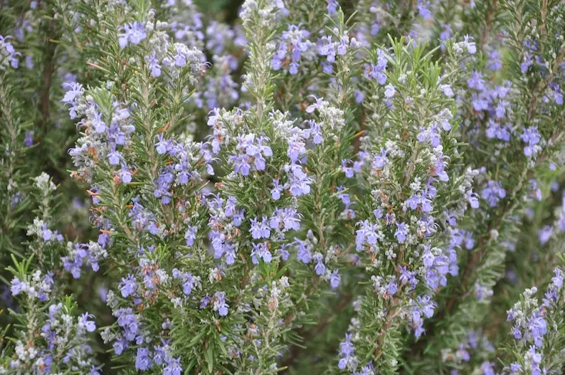 Organic Rosemary 'Tuscan Blue' Live Starter Plant – Culinary Herb – Outdoor - Image 3