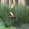 Organic Rosemary 'Tuscan Blue' Live Starter Plant – Culinary Herb – Outdoor - Image 1